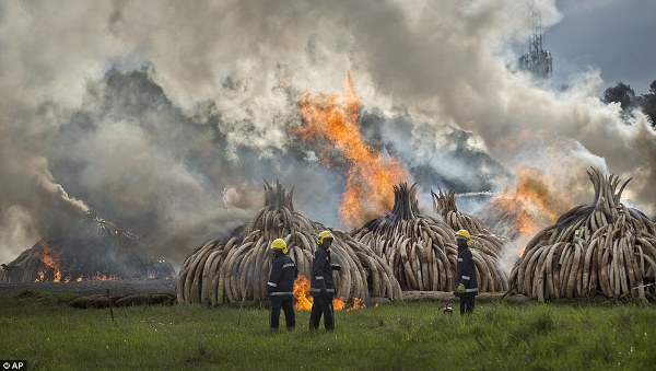 Kenya tiêu hủy 105 tấn ngà để bảo vệ loài voi - Ảnh 2.