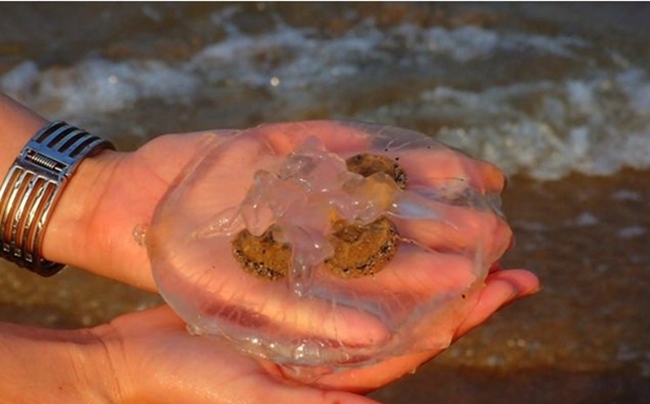 Trung Quốc: Thu giữ hơn 10 tấn sứa giả làm từ chất đông đặc - Ảnh 1.