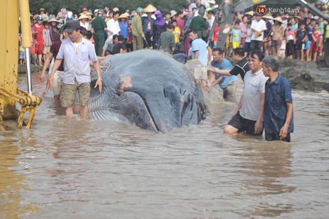 Hàng ngàn người tham gia giải cứu cá voi hơn 10 tấn mắc cạn ở bãi biển Nghệ An - Ảnh 2.