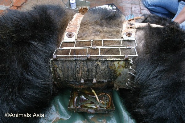 Thảm cảnh của những chú gấu đáng thương trong ngành công nghiệp mật gấu tại Trung Quốc - Ảnh 2.