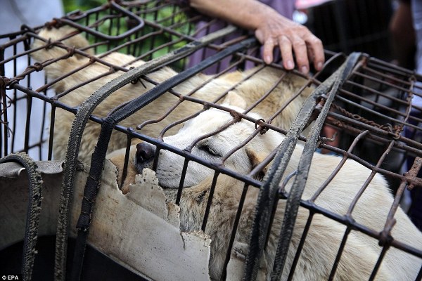Hình ảnh đáng thương của những chú chó mèo vô tội trong lễ hội thịt chó khét tiếng tại Trung Quốc - Ảnh 2.