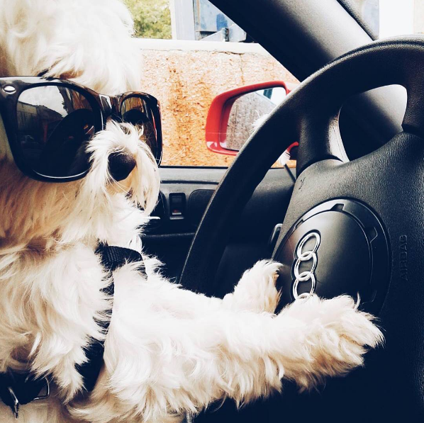 Cuộc sống sang chảnh đến phát ghen của hội... những chú chó nhà giàu trên Instagram - Ảnh 2.