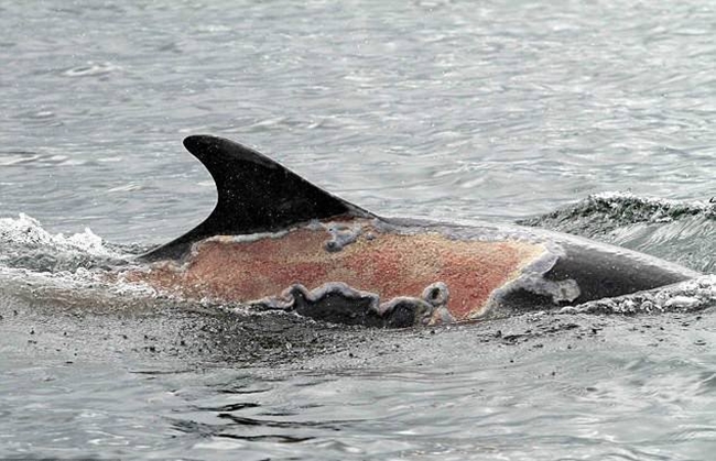 Hình ảnh chú cá heo bị cháy nắng đến mức lột da khiến nhiều người không khỏi xót xa - Ảnh 1.