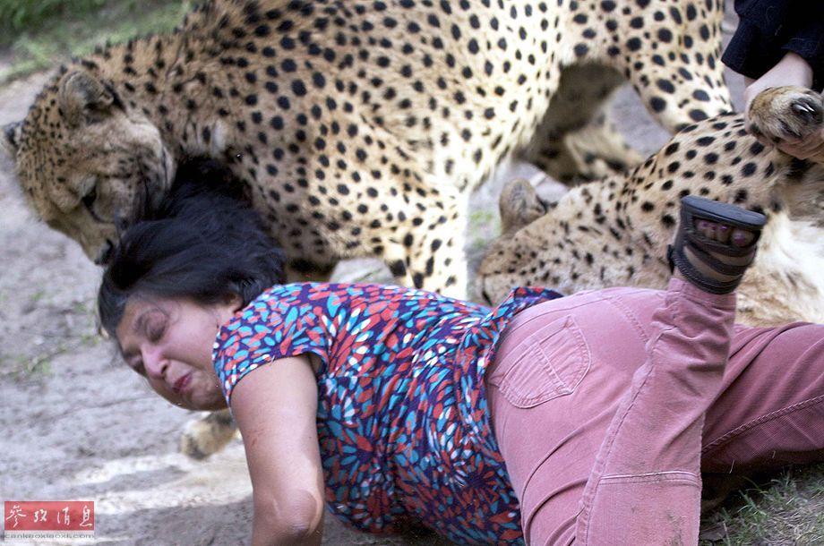 Trước vụ hổ cắn chết người trong vườn thú, biết bao tai nạn thương tâm do động vật tấn công du khách đã xảy ra - Ảnh 3. Trước vụ hổ cắn chết người trong vườn thú, biết bao tai nạn thương tâm do động vật tấn công du khách đã xảy ra - Ảnh 3.