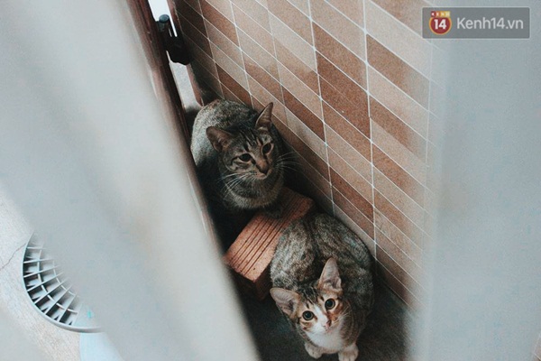 Người phụ nữ cưu mang hơn 50 con mèo bị bỏ rơi ở Sài Gòn - Ảnh 3. Người phụ nữ cưu mang hơn 50 con mèo bị bỏ rơi ở Sài Gòn - Ảnh 3.