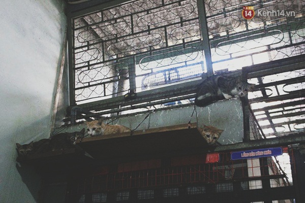 Người phụ nữ cưu mang hơn 50 con mèo bị bỏ rơi ở Sài Gòn - Ảnh 5. Người phụ nữ cưu mang hơn 50 con mèo bị bỏ rơi ở Sài Gòn - Ảnh 5.