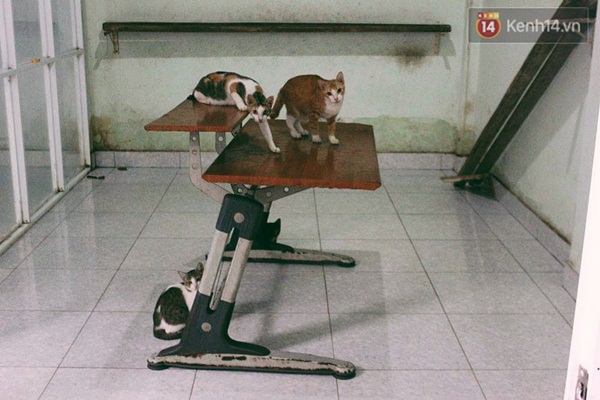 Người phụ nữ cưu mang hơn 50 con mèo bị bỏ rơi ở Sài Gòn - Ảnh 6. Người phụ nữ cưu mang hơn 50 con mèo bị bỏ rơi ở Sài Gòn - Ảnh 6.