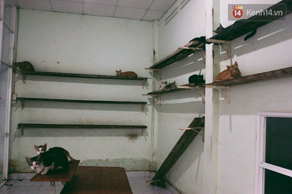 Người phụ nữ cưu mang hơn 50 con mèo bị bỏ rơi ở Sài Gòn - Ảnh 10. Người phụ nữ cưu mang hơn 50 con mèo bị bỏ rơi ở Sài Gòn - Ảnh 10.
