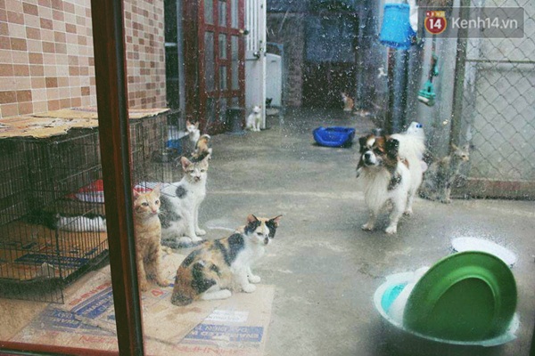 Người phụ nữ cưu mang hơn 50 con mèo bị bỏ rơi ở Sài Gòn - Ảnh 9. Người phụ nữ cưu mang hơn 50 con mèo bị bỏ rơi ở Sài Gòn - Ảnh 9.