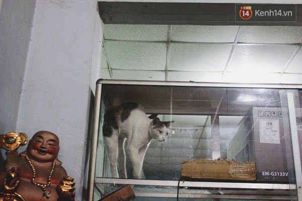 Người phụ nữ cưu mang hơn 50 con mèo bị bỏ rơi ở Sài Gòn - Ảnh 8. Người phụ nữ cưu mang hơn 50 con mèo bị bỏ rơi ở Sài Gòn - Ảnh 8.