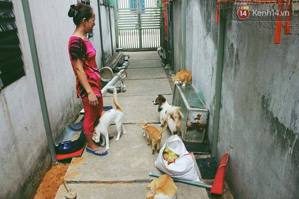 Người phụ nữ cưu mang hơn 50 con mèo bị bỏ rơi ở Sài Gòn - Ảnh 11. Người phụ nữ cưu mang hơn 50 con mèo bị bỏ rơi ở Sài Gòn - Ảnh 11.