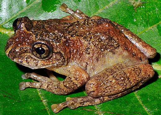 Sau hơn 130 năm tuyệt chủng, loài ếch này đã sống lại - Ảnh 1.