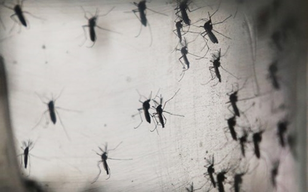 Chùm ảnh: Dịch bệnh Zika đầu nhỏ - nỗi khiếp sợ của toàn thế giới - Ảnh 6.