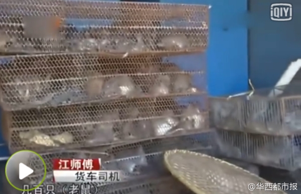 Vận chuyển hàng trăm con chuột tới Quảng Châu để... phóng sinh - Ảnh 3.