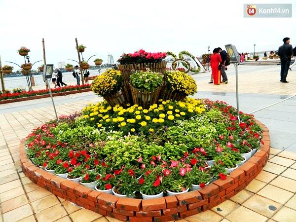 Đà Nẵng rực rỡ với những vườn hoa xuân khoe sắc bên sông Hàn - Ảnh 3.