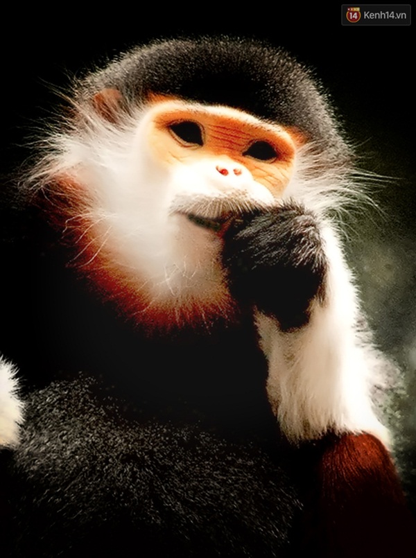 Năm con khỉ ngắm nhìn những chú Voọc báu vật Sơn Trà - Ảnh 3.