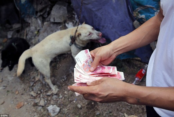 Hình ảnh đáng thương của những chú chó mèo vô tội trong lễ hội thịt chó khét tiếng tại Trung Quốc - Ảnh 3.