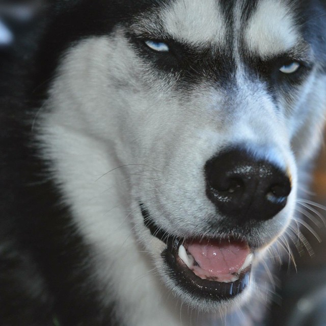 Chú chó với khuôn mặt khinh bỉ cả thế giới trở thành hiện tượng trên Instagram - Ảnh 7.
