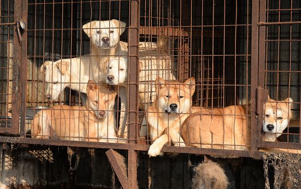 Trang trại nuôi chó - địa ngục trần gian nơi những chú chó tội nghiệp bị ngược đãi chờ chết - Ảnh 4.