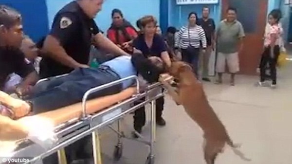 Hai chú chó trung thành nhất quyết nhảy lên xe cứu thương để chăm sóc cho chủ - Ảnh 3.