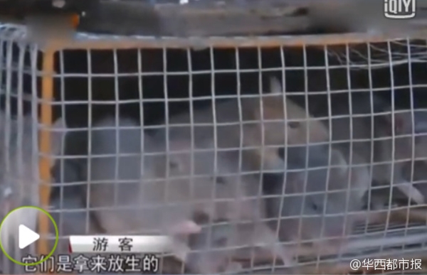 Vận chuyển hàng trăm con chuột tới Quảng Châu để... phóng sinh - Ảnh 5.