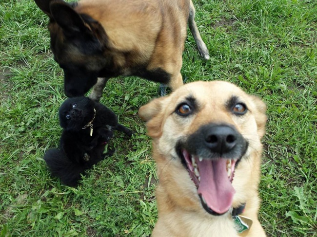 Ngắm những chú cún là thiên tài selfie siêu dễ thương - Ảnh 1.