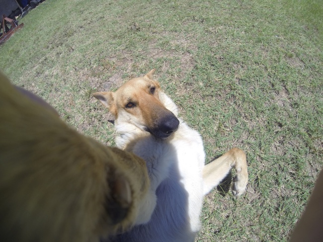 Ngắm những chú cún là thiên tài selfie siêu dễ thương - Ảnh 11.