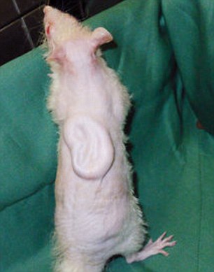 Cấy ghép thành công tai người làm từ xương sườn vào chuột - Ảnh 2.