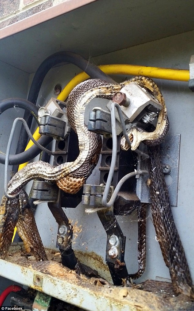 Mỹ: Phát hiện đôi rắn chết thảm vì bị điện giật - Ảnh 1.