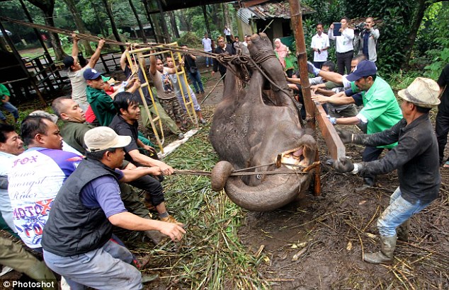 Chú voi trong vườn thú Indonesia bật khóc khi cận kề cái chết - Ảnh 3.