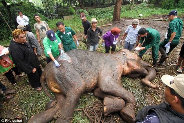 Chú voi trong vườn thú Indonesia bật khóc khi cận kề cái chết - Ảnh 2.