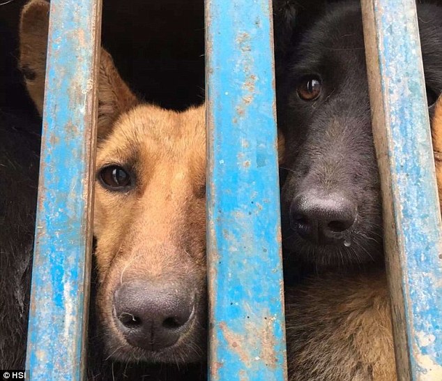 Hàng nghìn chú chó được giải cứu khỏi cảnh thảm sát trong lễ hội thịt chó - Ảnh 5.