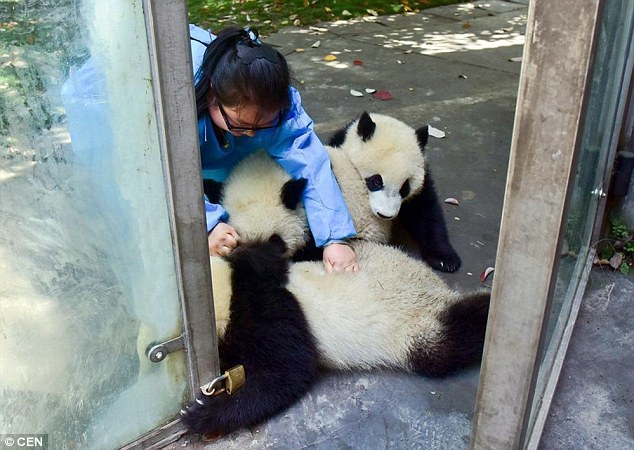 Sự thật không như mơ phía sau công việc việc nhẹ lương cao: Ôm gấu trúc thuê, kiếm 58 triệu đồng/tháng - Ảnh 6.