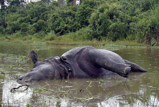 Từ chối giao phối, tê giác cái bị 2 con đực húc chết - Ảnh 1.