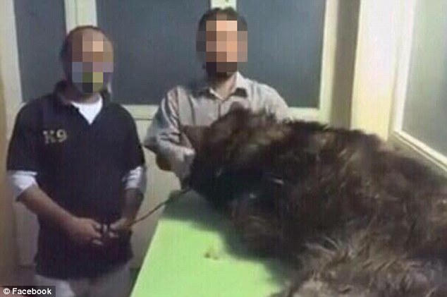 Hình ảnh hàng chục chú chó rà bom bị giết dã man tại Kuwait gây phẫn nộ cộng đồng mạng - Ảnh 3.