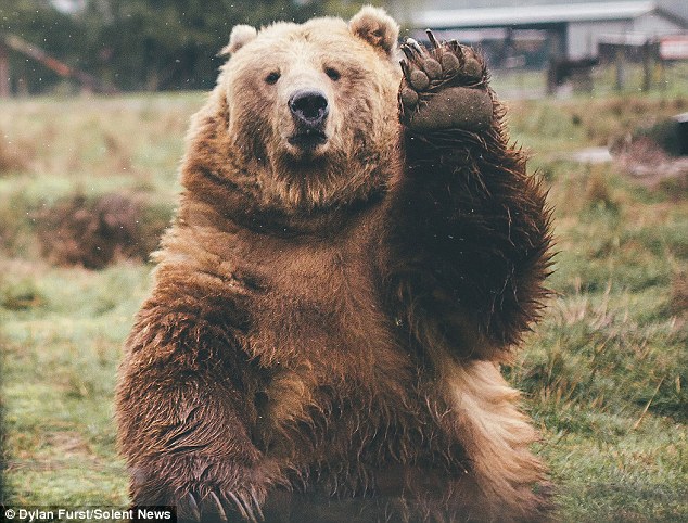 Chú gấu đáng yêu vẫy tay chào tạm biệt khách du lịch - Ảnh 3.