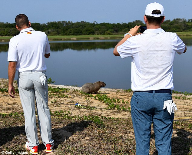Golf thủ liều lĩnh lấy gậy chọc cá sấu ở Olympic Rio - Ảnh 5.