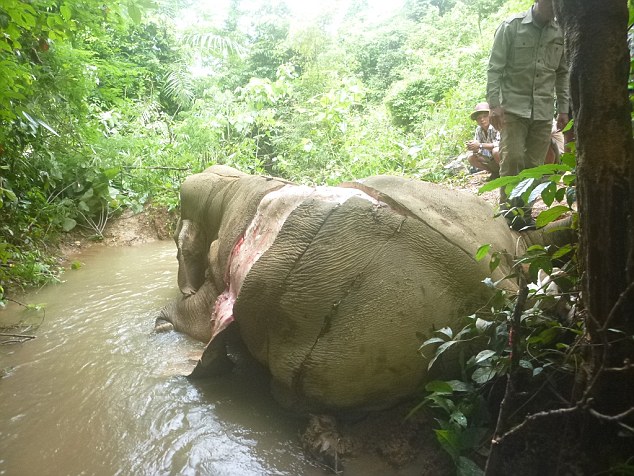 Chú voi rừng chết thảm với một phần cơ thể bị lột da hoàn toàn - Ảnh 1.