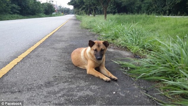 Thái Lan: Sau 1 năm nằm đợi chủ bên vệ đường, chú chó khốn khổ bị xe ô tô cán chết - Ảnh 1.