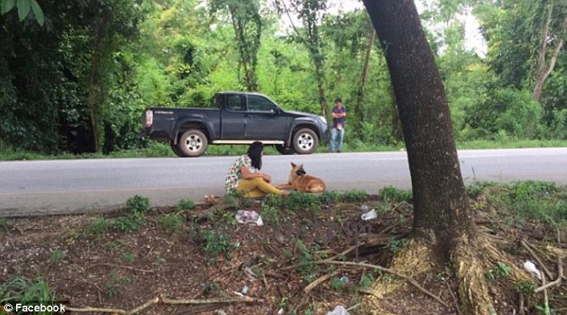 Thái Lan: Sau 1 năm nằm đợi chủ bên vệ đường, chú chó khốn khổ bị xe ô tô cán chết - Ảnh 2.