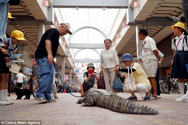 Người đàn ông Nhật Bản coi cá sấu như thú cưng, tắm rửa, đánh răng và dắt nó đi chợ mỗi ngày - Ảnh 7.