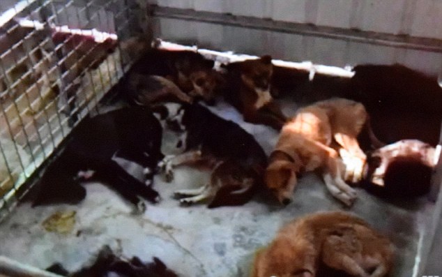 Cái kết gây phẫn nộ cho những chú chó được giải cứu khỏi những lò mổ ở Trung Quốc - Ảnh 2.