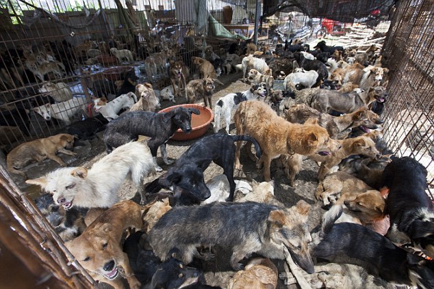 Cái kết gây phẫn nộ cho những chú chó được giải cứu khỏi những lò mổ ở Trung Quốc - Ảnh 1.