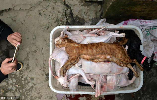 Người yêu động vật giả danh, nhận hàng trăm chú mèo về nuôi rồi giết thịt và bán cho nhà hàng - Ảnh 4.