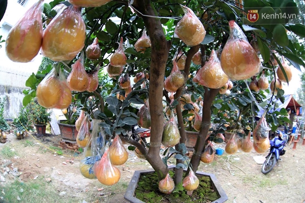 Cận cảnh c&acirc;y bưởi trăm quả gi&aacute; h&agrave;ng chục triệu đồng đ&oacute;n Tết Nguy&ecirc;n đ&aacute;n ở H&agrave; Nội - Ảnh 2.