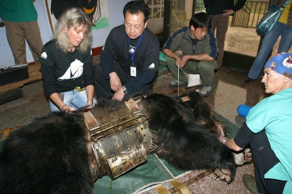 Thảm cảnh của những chú gấu đáng thương trong ngành công nghiệp mật gấu tại Trung Quốc - Ảnh 4.