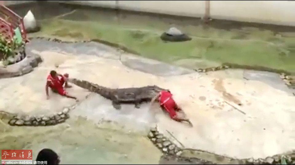 Trước vụ hổ cắn chết người trong vườn thú, biết bao tai nạn thương tâm do động vật tấn công du khách đã xảy ra - Ảnh 5. Trước vụ hổ cắn chết người trong vườn thú, biết bao tai nạn thương tâm do động vật tấn công du khách đã xảy ra - Ảnh 5.