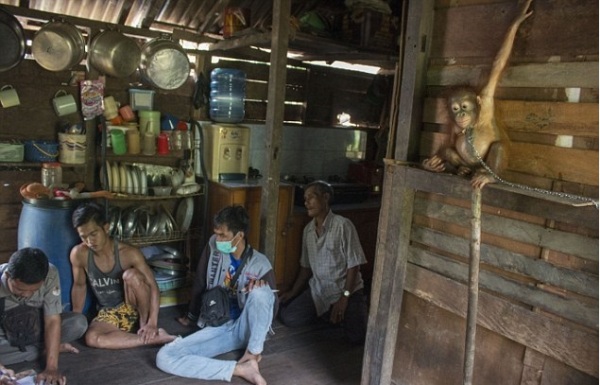 Giải cứu chú đười ươi bị chủ nhân xích cổ trên kệ bếp suốt nửa năm trời - Ảnh 4.