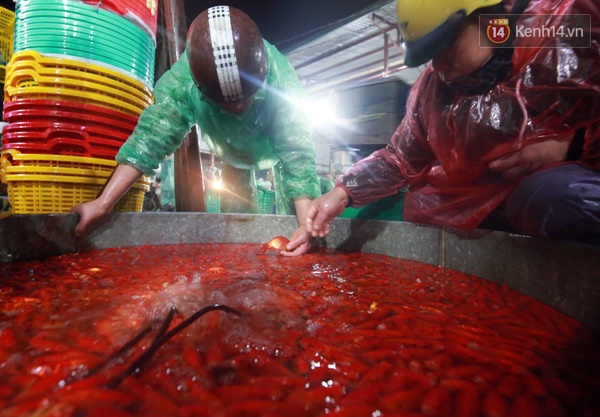 Nhộn nhịp chợ cá chép đỏ lớn nhất Thủ đô trước ngày Táo quân - Ảnh 5.