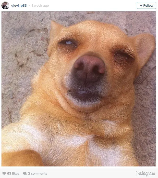 Ngắm những chú cún là thiên tài selfie siêu dễ thương - Ảnh 4.